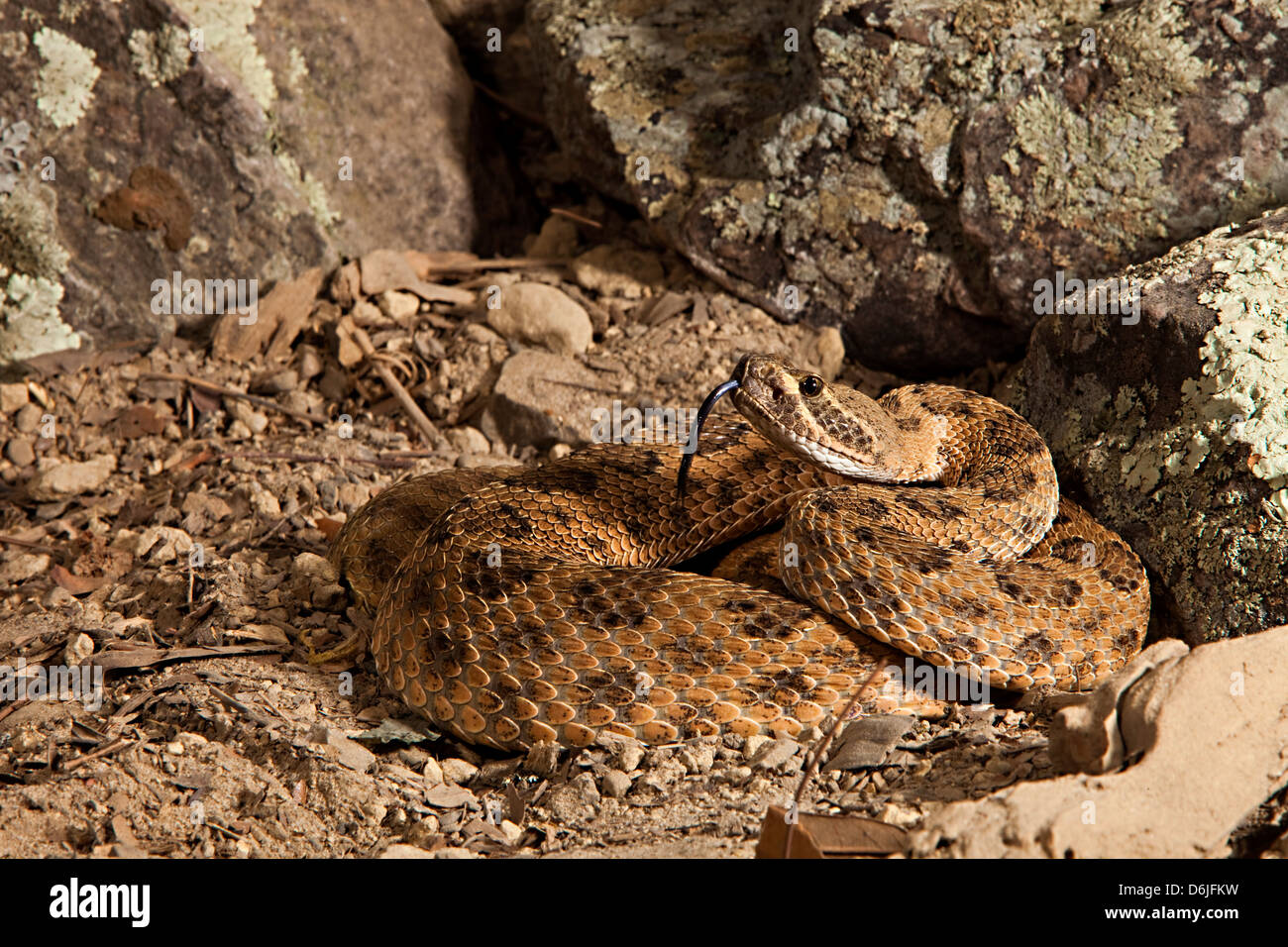 Prairie Rattlesnake Snake Crotalus oreganus Foto Stock