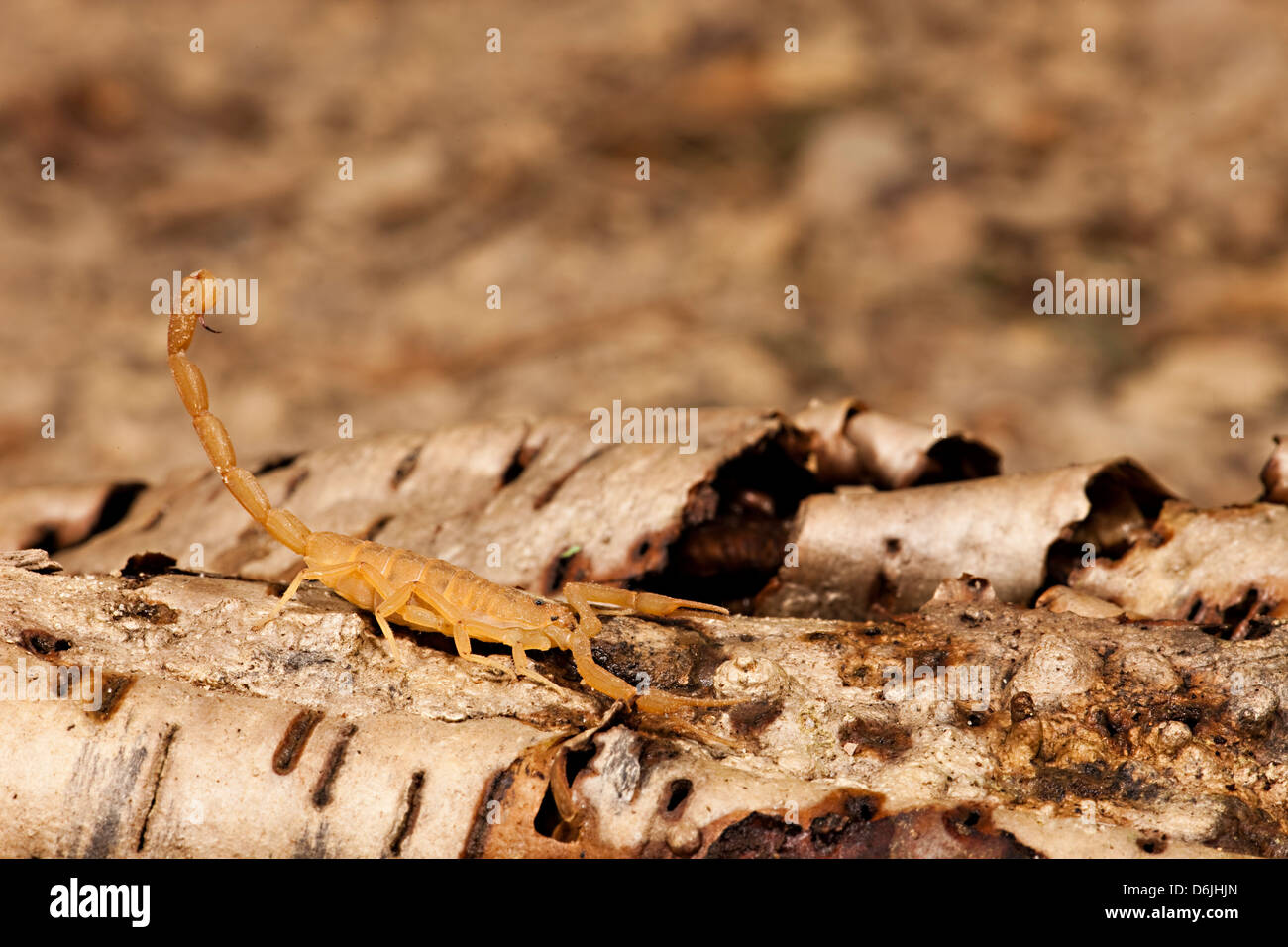 Arizona corteccia Scorpion Centuroides sculpturatus Foto Stock