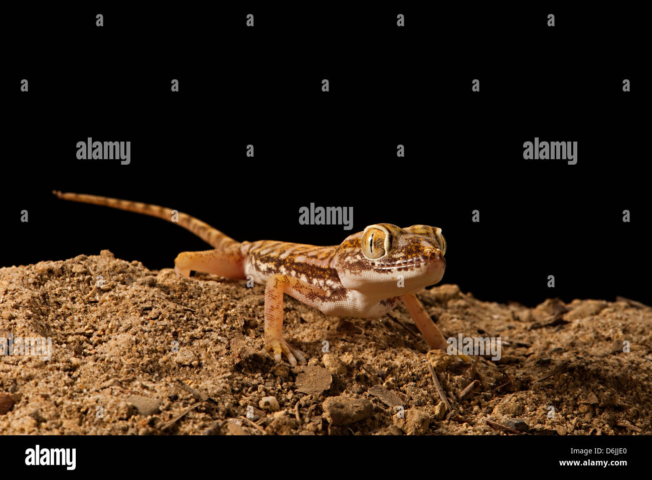 Dwarf la coda grassa Stenodactylus Gecko doreai Foto Stock