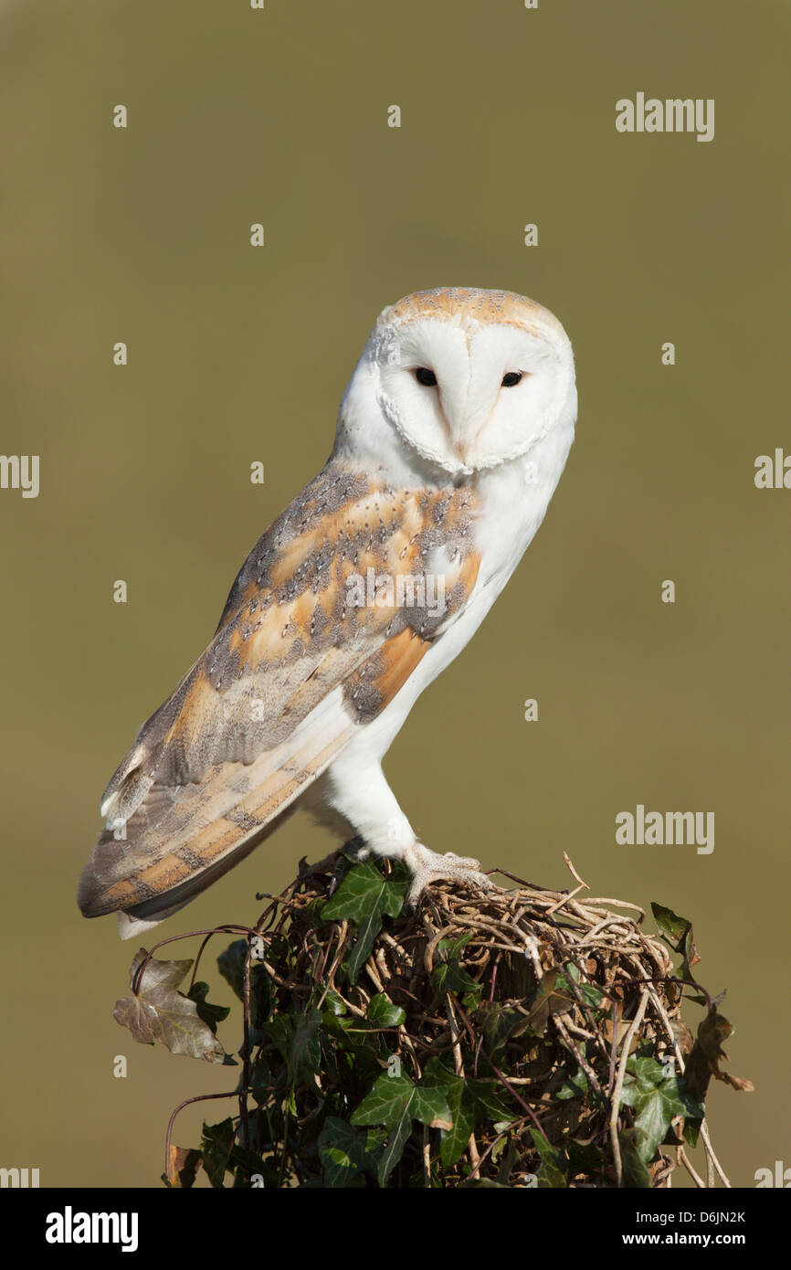 Un Barbagianni Tyto alba arroccato su una coperta di edera palo da recinzione. Ideale come un coperchio anteriore immagine dovuta alla collocazione. (C) Foto Stock