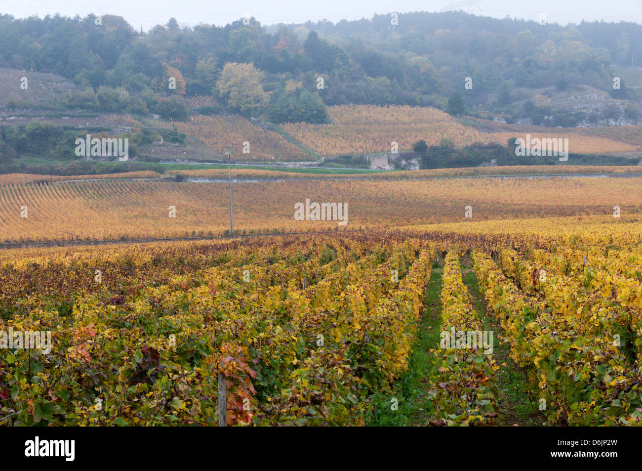Misty la mattina presto in autunno su campi di vite al di fuori della piccola cittadina francese di Nuits-Saint-Georges. Foto Stock
