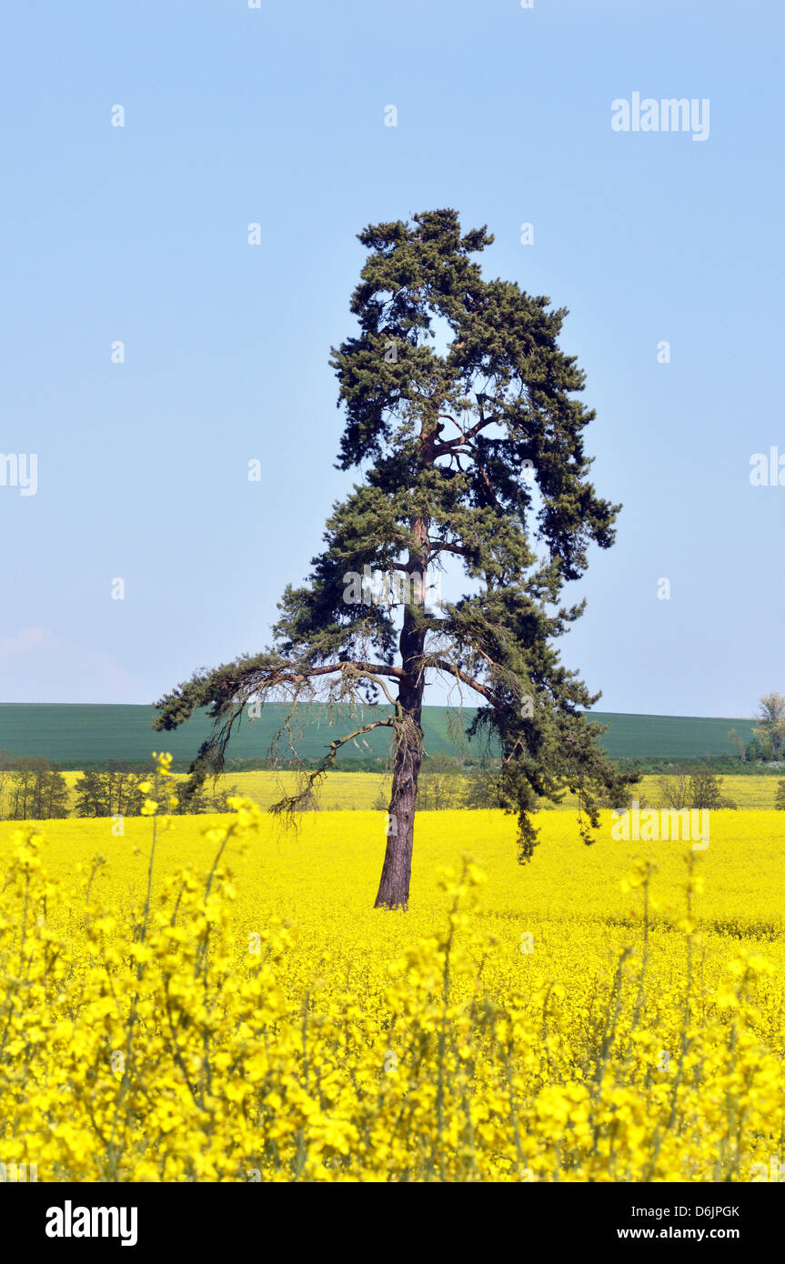 Campo giallo contro un cielo blu, olio di semi di colza raccolto, regione di Île-de-France nel centro-nord della Francia. Foto Stock
