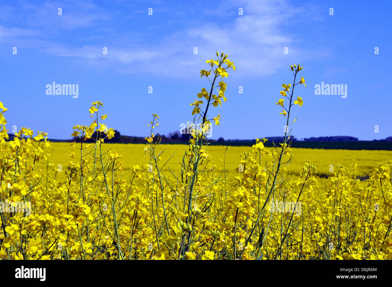 Campo giallo contro un cielo blu, olio di semi di colza raccolto, regione di Île-de-France nel centro-nord della Francia. Foto Stock