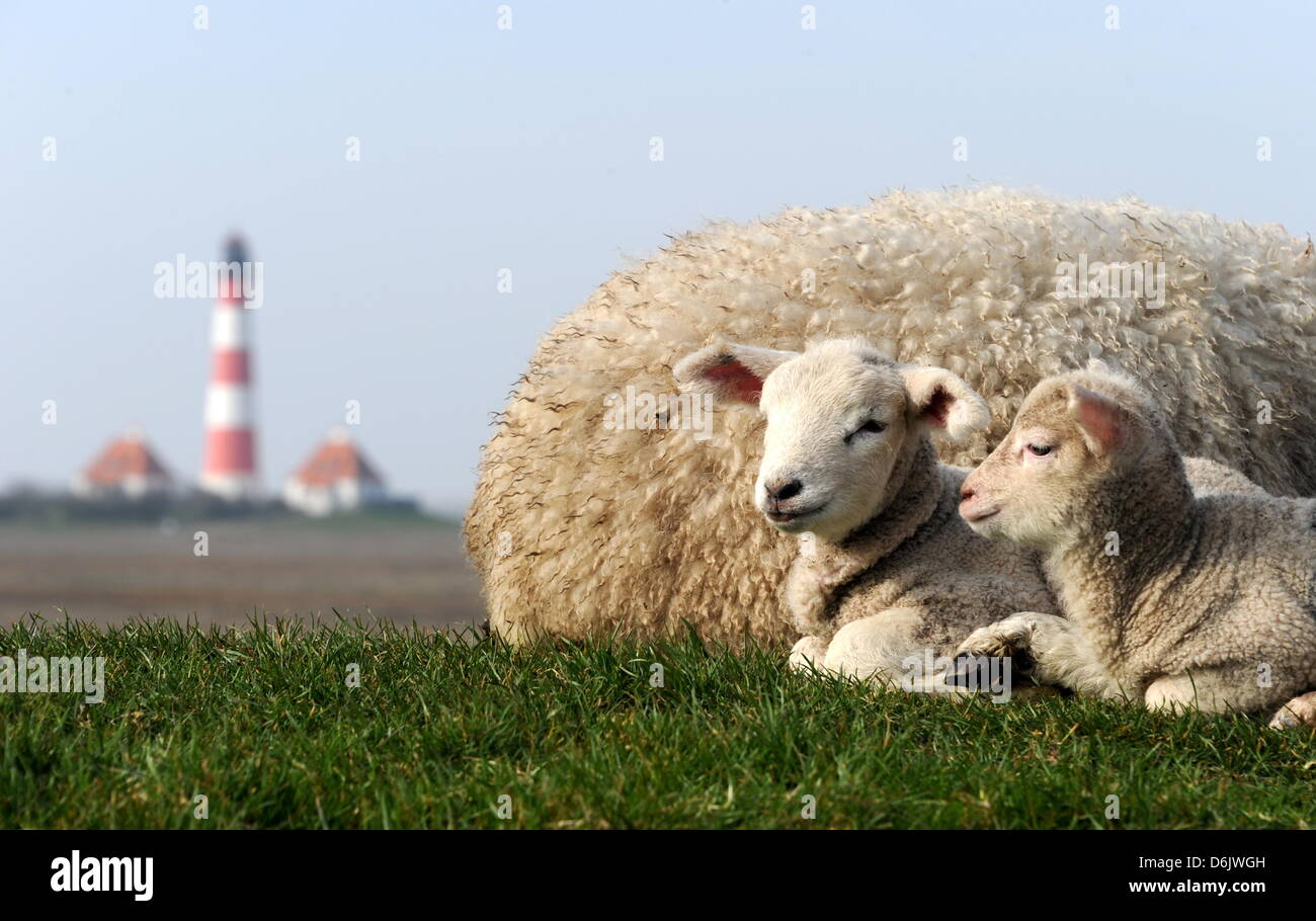 Due agnello giacciono nel sole del mattino sul Mare del Nord dike vicino Westerhever, Germania, 27 marzo 2012. In Schleswig-Holstein, ci sono circa 2.200 pastori con circa 320.000 pecore. Foto: CARSTEN REHDER Foto Stock