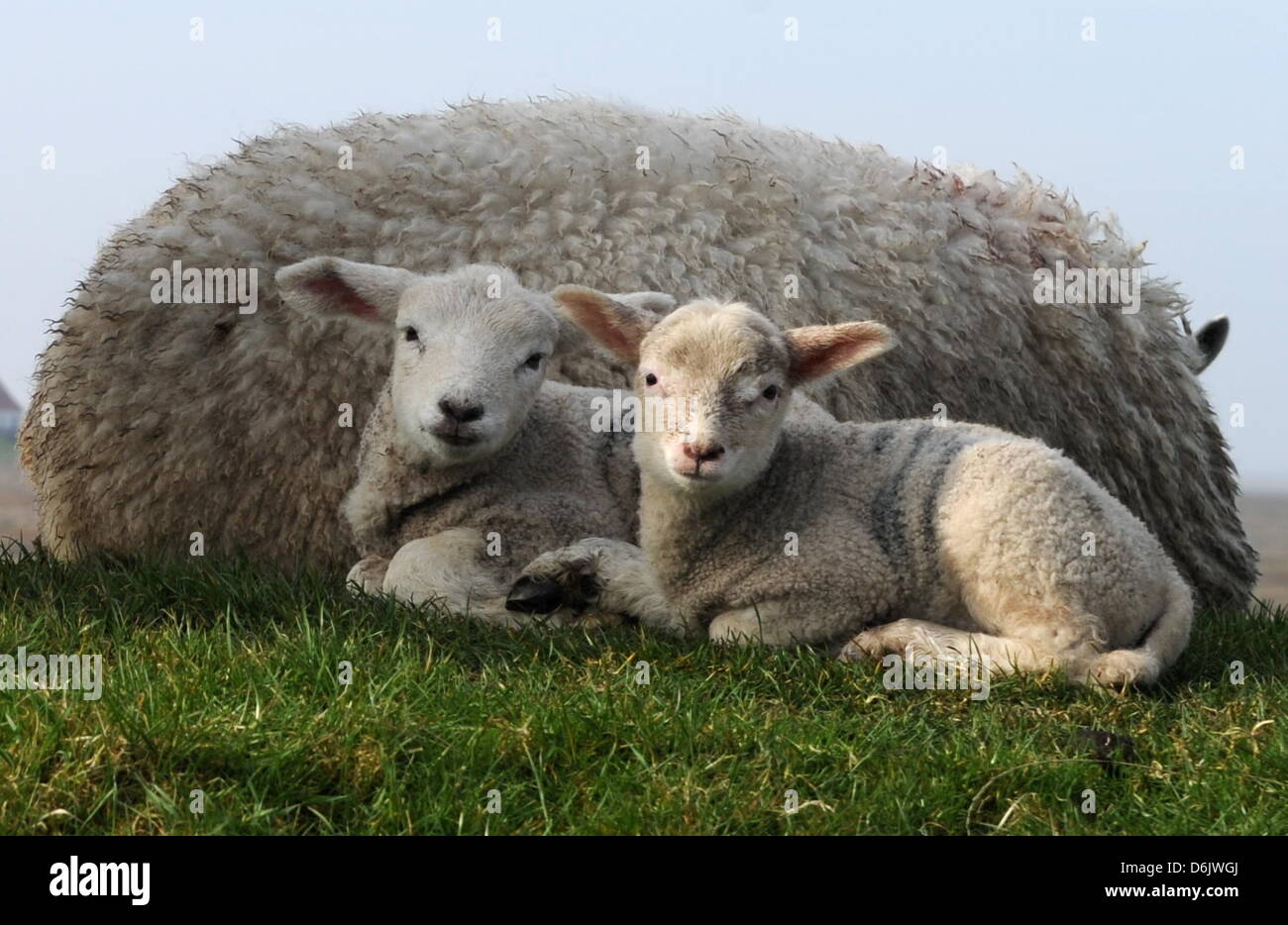 Due agnello giacciono nel sole del mattino sul Mare del Nord dike con la loro madre vicino Westerhever, Germania, 27 marzo 2012. In Schleswig-Holstein, ci sono circa 2.200 pastori con circa 320.000 pecore. Foto: CARSTEN REHDER Foto Stock