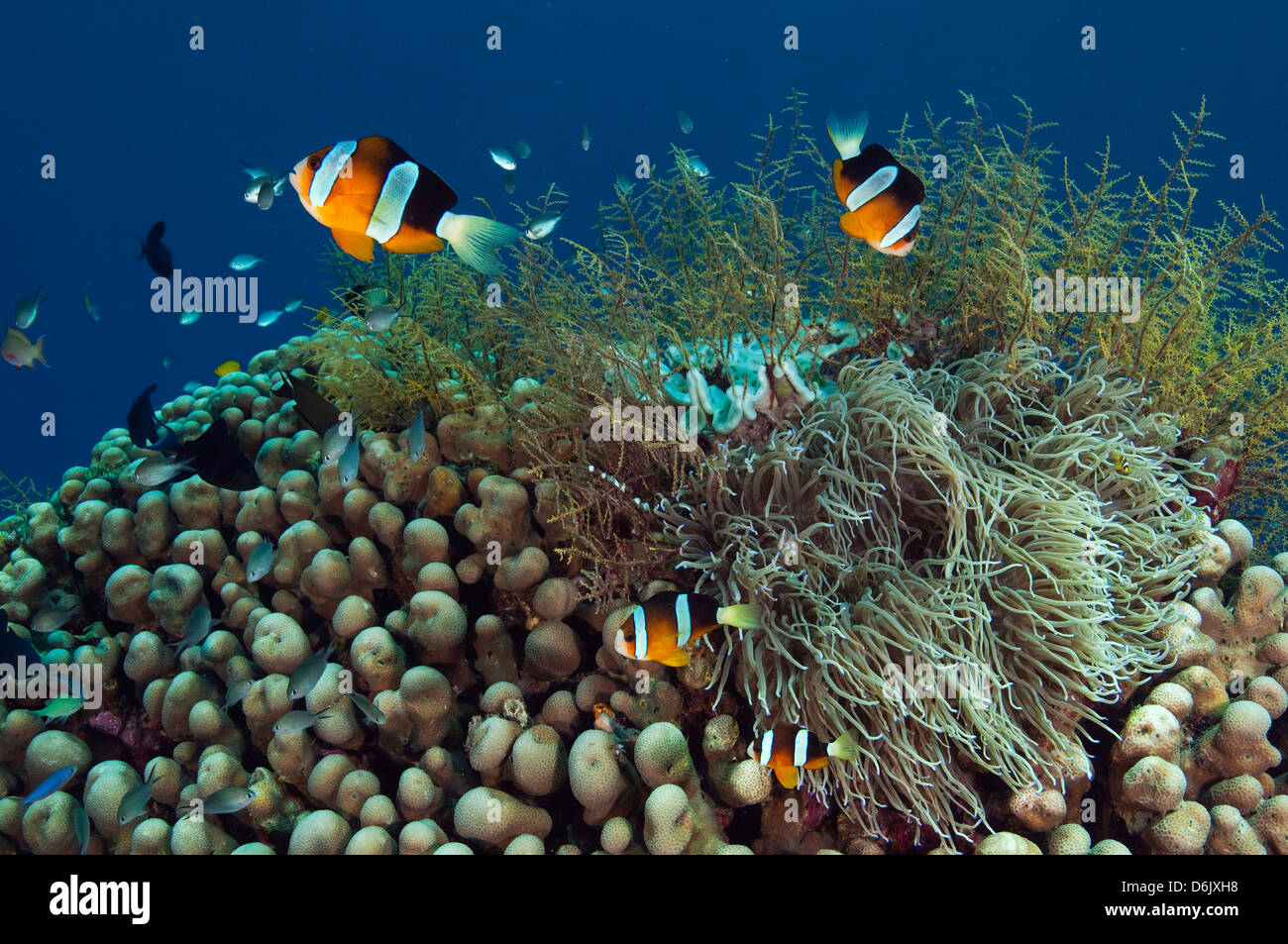 Clark anemonefishes, Amphiprion clarkii, su pavona coralli duri, Sulawesi Indonesia Foto Stock