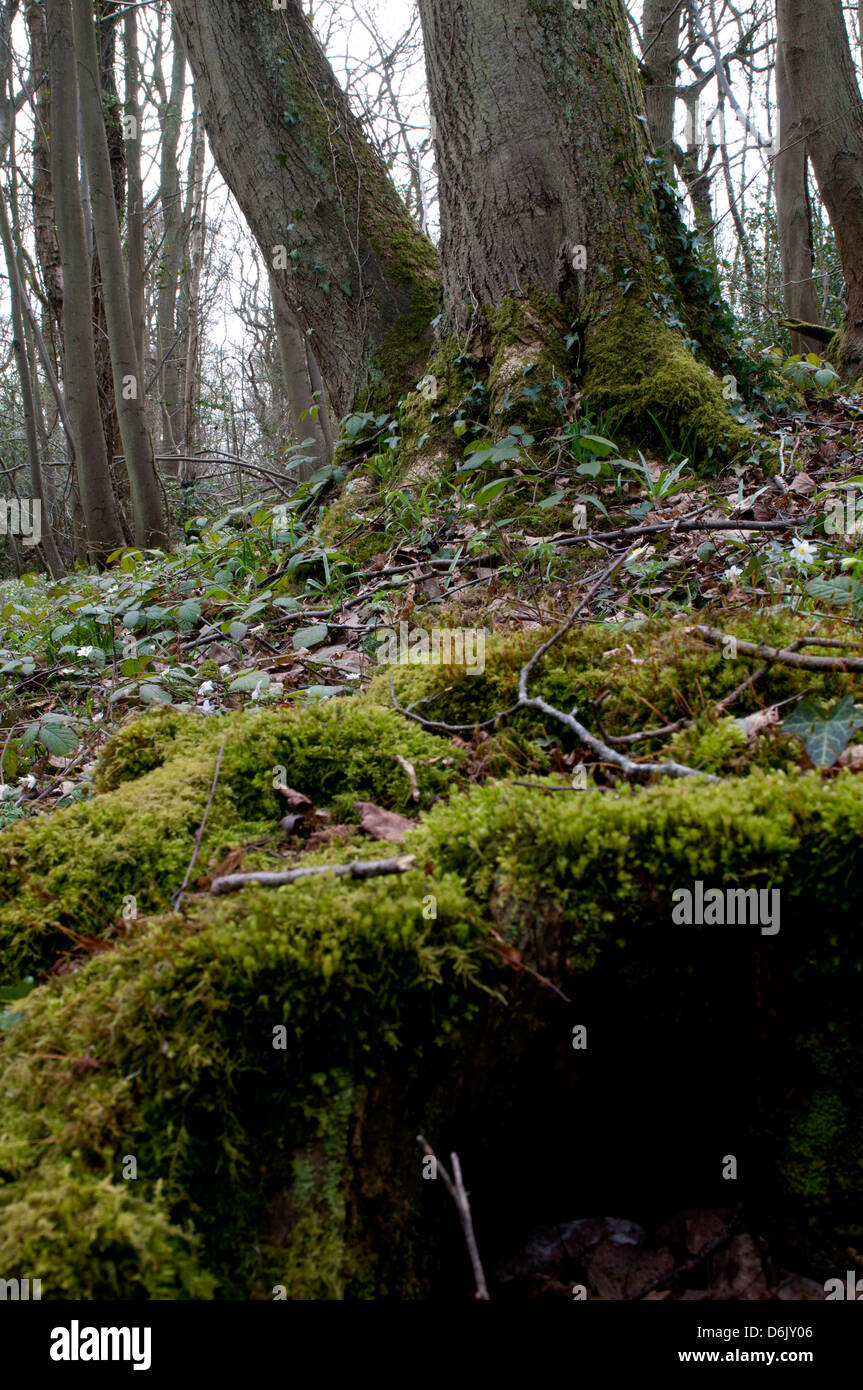 Ruvido legno Hill riserva naturale, Warwickshire, Regno Unito Foto Stock