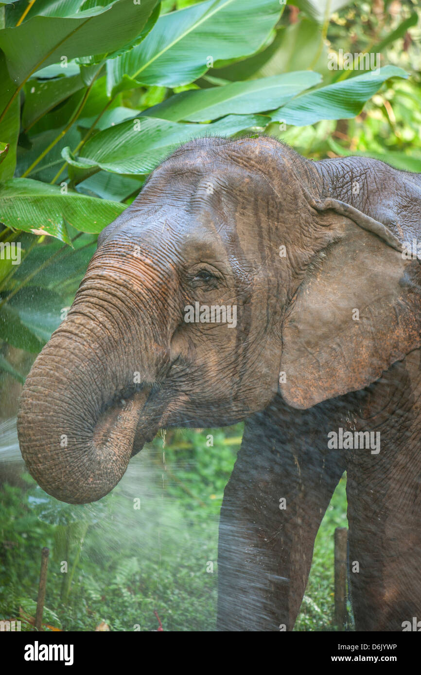 Elefante, Triangolo Dorato, Thailandia del Nord della Thailandia, Asia sud-orientale, Asia Foto Stock