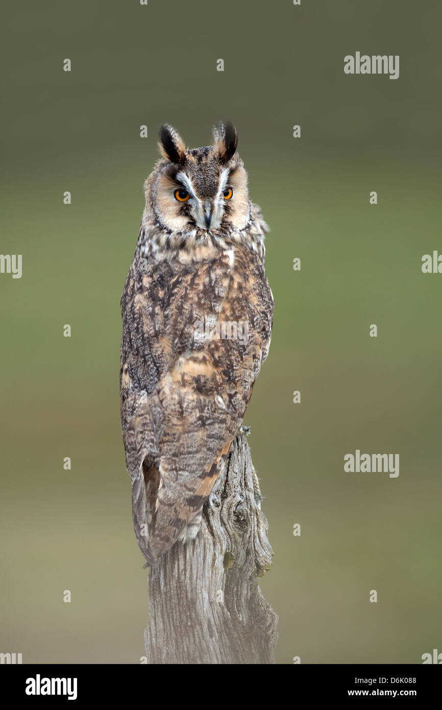 Una immagine ritratto di una lunga Eared Owl Asio otus appollaiato su un marciume moncone di legno. Ideale come un coperchio anteriore fotografia(c) Foto Stock