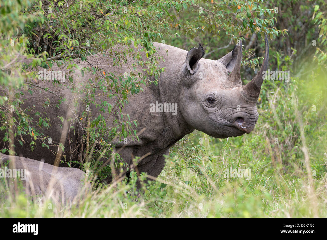 Il rinoceronte nero (Diceros simum), il Masai Mara, Kenya, Africa orientale, Africa Foto Stock