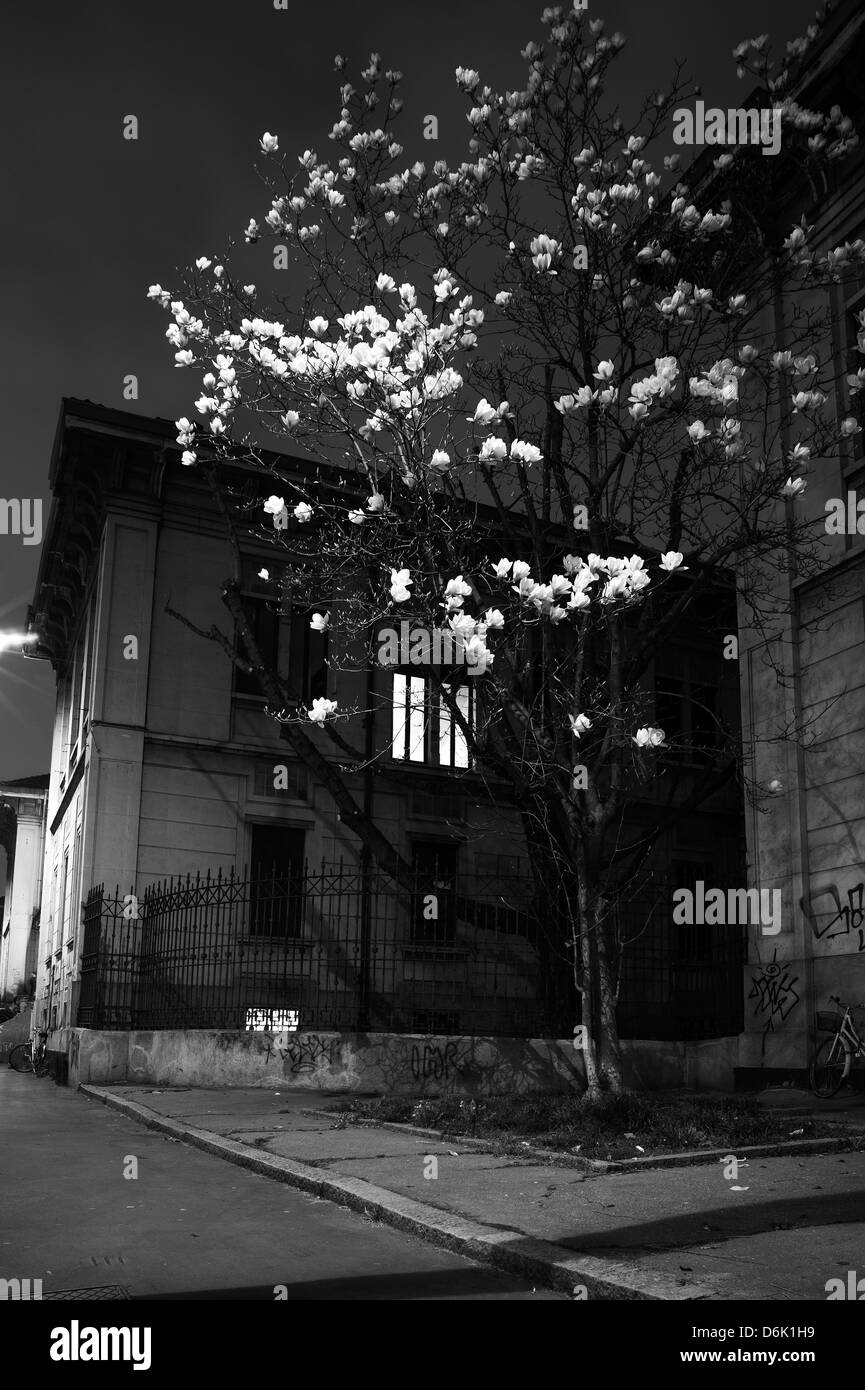Milano, Italia. Albero di Magnolia illuminato da artificiale luce urbana Foto Stock