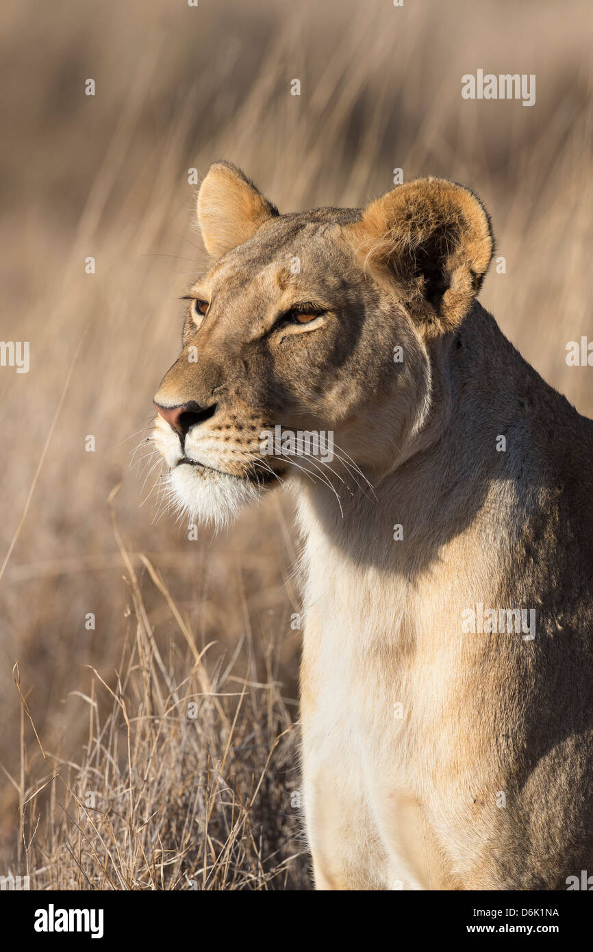 Leonessa (Panthera leo), Lewa Wildlife Conservancy, Laikipia, Kenya, Africa orientale, Africa Foto Stock