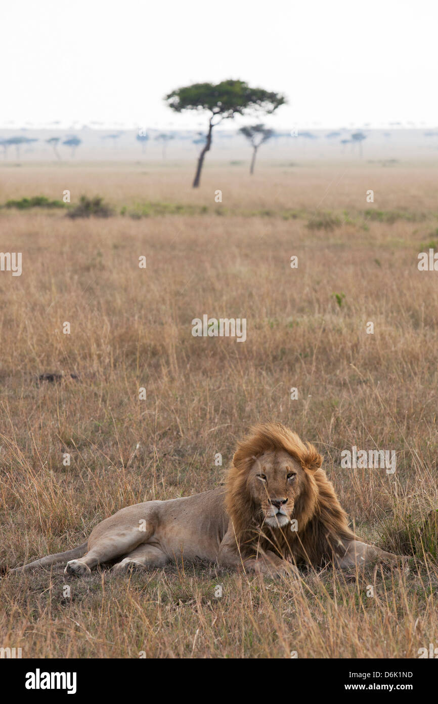 Lion (Panthera leo), il Masai Mara riserva nazionale, Kenya, Africa orientale, Africa Foto Stock