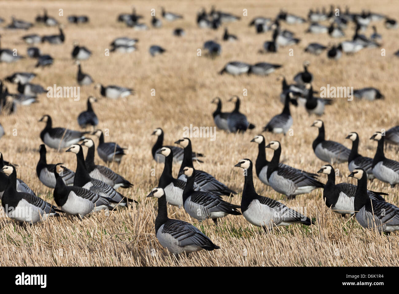 Oche facciabianca (Branta leucopsis) nel campo di stoppie, Islay, Scotland, Regno Unito, Europa Foto Stock