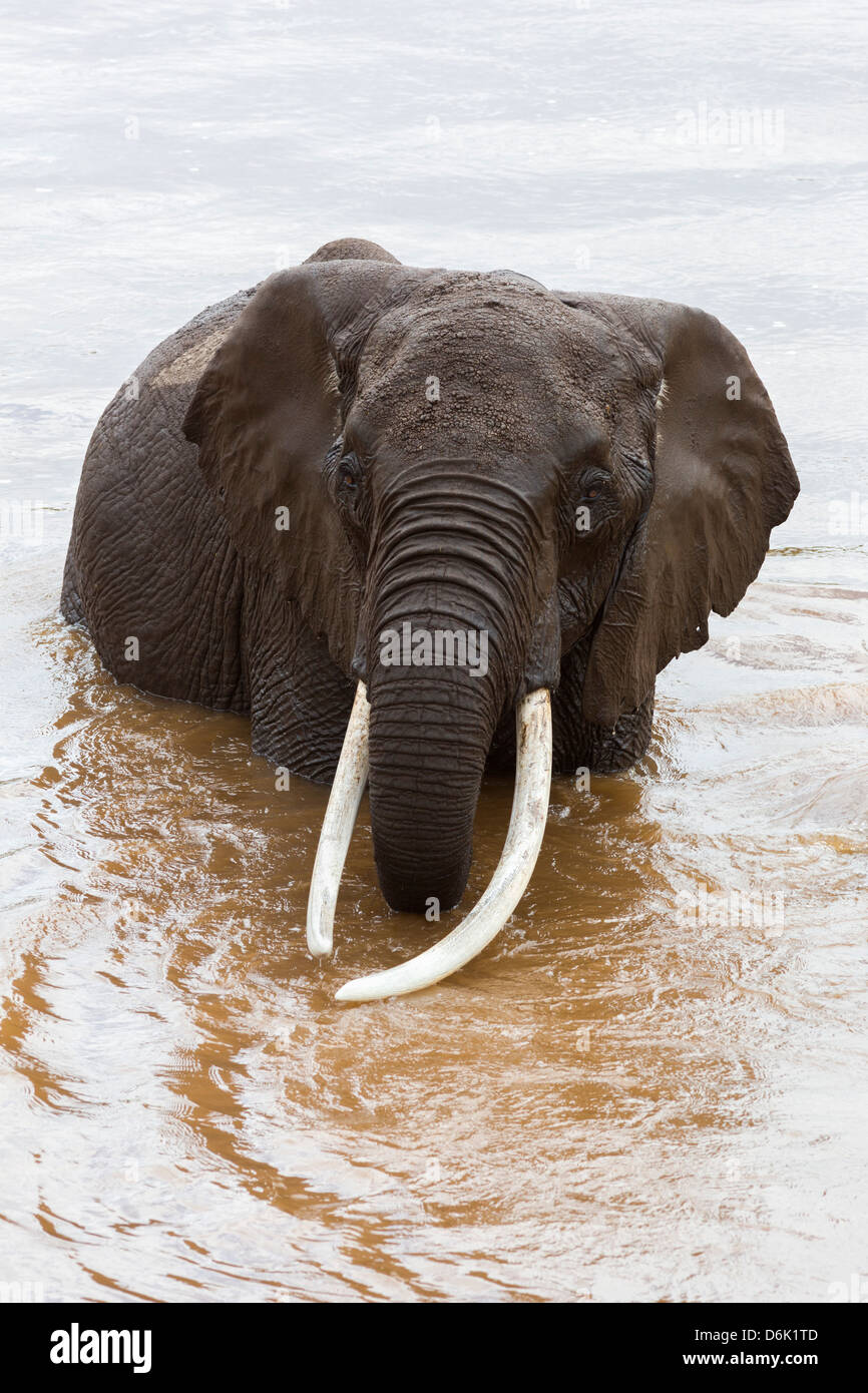 Elefante africano (Loxodonta africana) nel fiume, il Masai Mara riserva nazionale, Kenya, Africa orientale, Africa Foto Stock