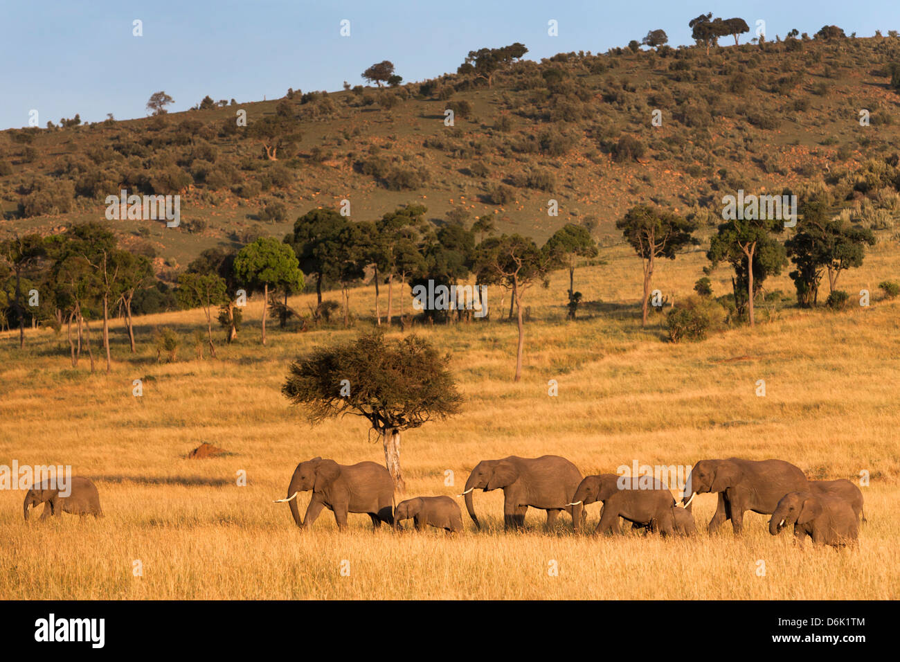 Allevamento di elefante africano (Loxodonta africana), il Masai Mara riserva nazionale, Kenya, Africa orientale, Africa Foto Stock