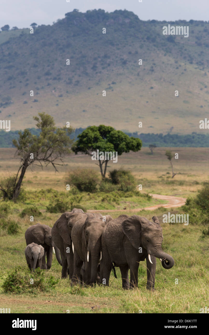 Elefante africano (Loxodonta africana) allevamento per raggiungere a piedi il fiume a bere, il Masai Mara riserva nazionale, Kenya, Africa orientale, Africa Foto Stock