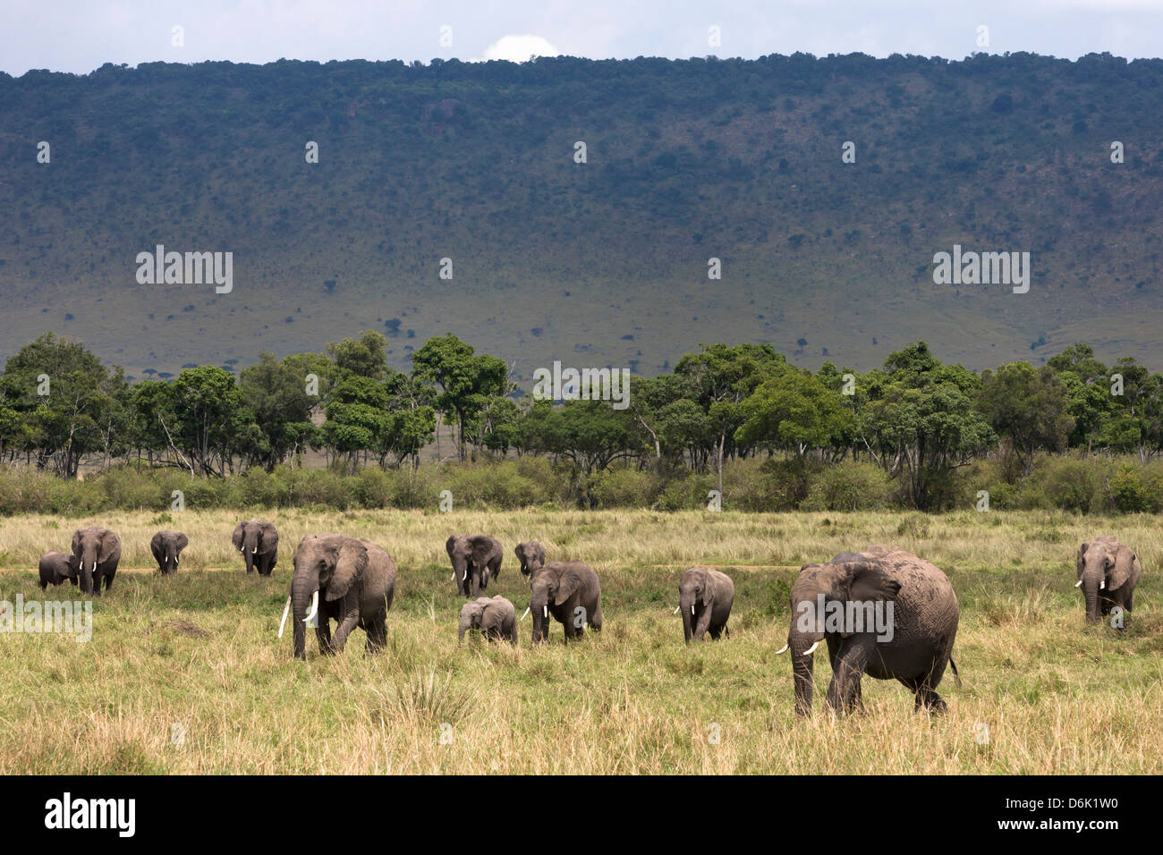 Elefante africano (Loxodonta africana) allevamento per raggiungere a piedi il fiume a bere, il Masai Mara riserva nazionale, Kenya, Africa orientale, Africa Foto Stock