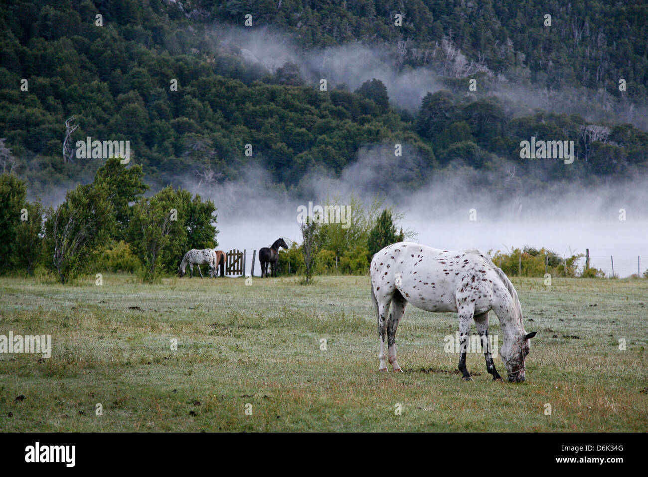 I cavalli in un campo, Patagonia, Argentina, Sud America Foto Stock