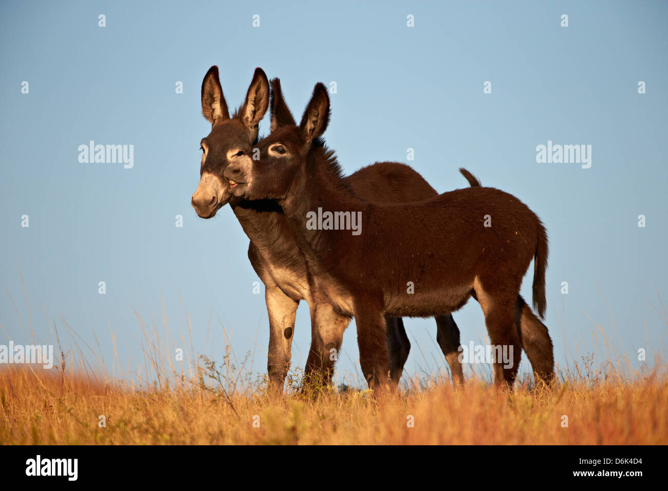 Due giovani wild burro (asino) (Equus asinus) (Equus africanus asinus) giocando, Custer State Park, il Dakota del Sud, STATI UNITI D'AMERICA Foto Stock