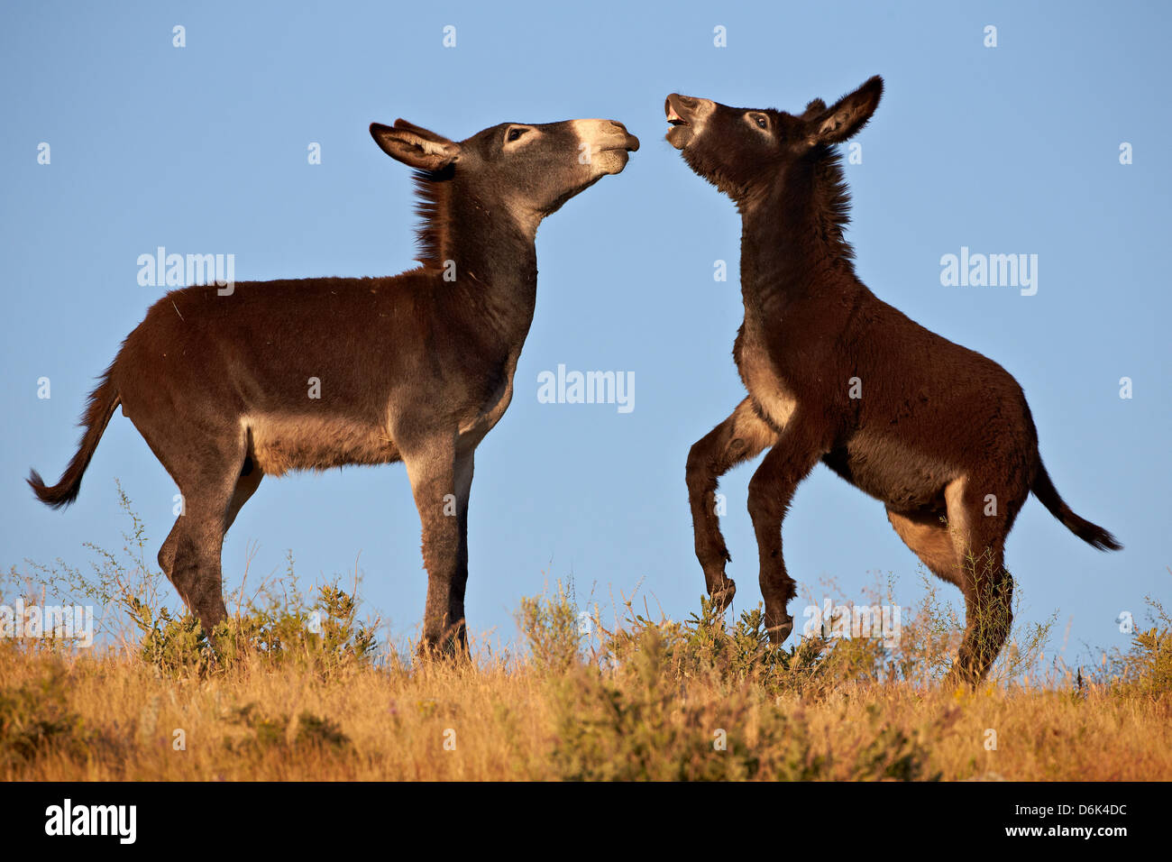 Due giovani wild burro (asino) (Equus asinus) (Equus africanus asinus) giocando, Custer State Park, il Dakota del Sud, STATI UNITI D'AMERICA Foto Stock