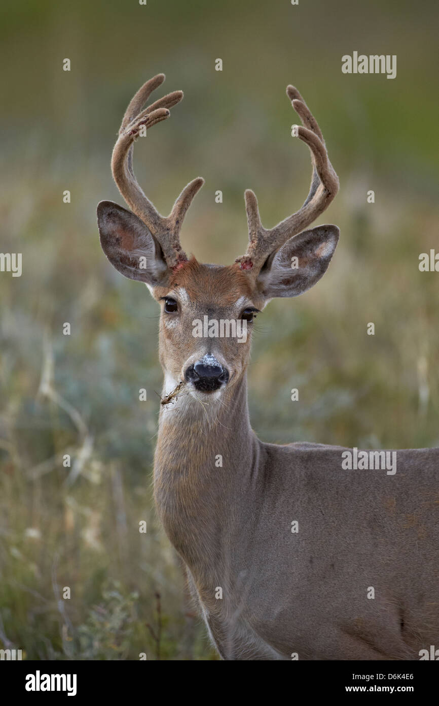 White-tailed deer (culbianco cervi) (Virginia), cervo (Odocoileus virginianus) buck, Custer State Park, il Dakota del Sud, STATI UNITI D'AMERICA Foto Stock