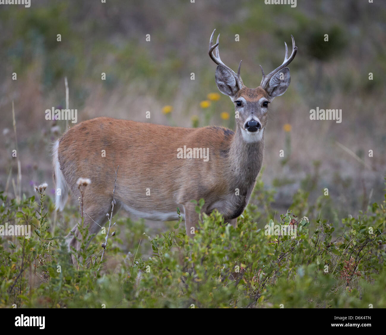 White-tailed deer (culbianco cervi) (Virginia), cervo (Odocoileus virginianus) buck, Custer State Park, il Dakota del Sud, STATI UNITI D'AMERICA Foto Stock