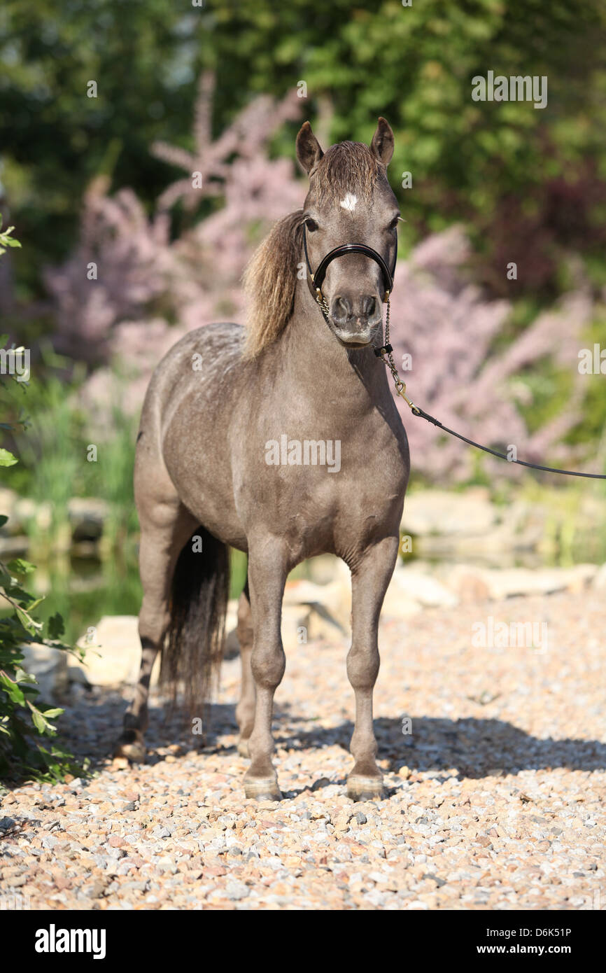 Americano di cavalli in miniatura stallone in posa in giardino Foto Stock