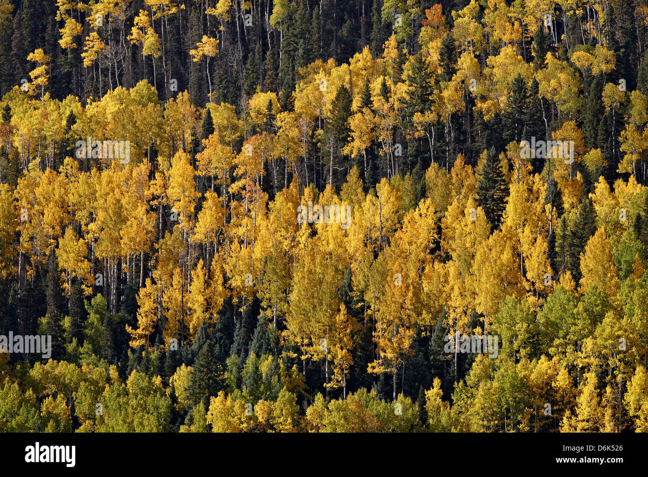 Giallo e arancione aspens tra i sempreverdi in autunno, Uncompahgre National Forest, Colorado, STATI UNITI D'AMERICA Foto Stock