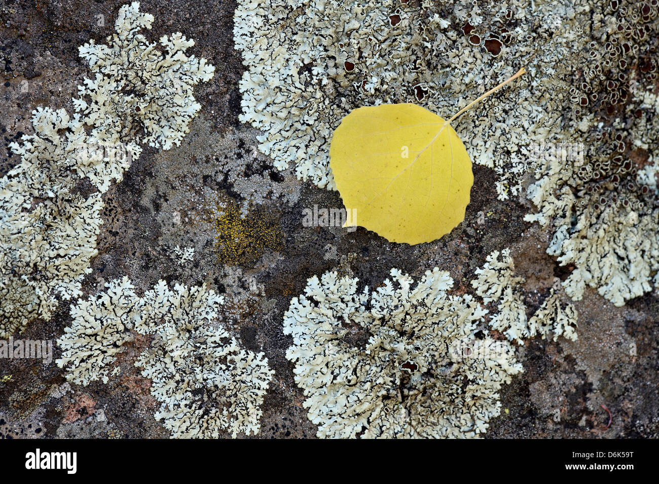 Giallo aspen leaf su un lichen coperto rock in autunno, Uncompahgre National Forest, Colorado, STATI UNITI D'AMERICA Foto Stock