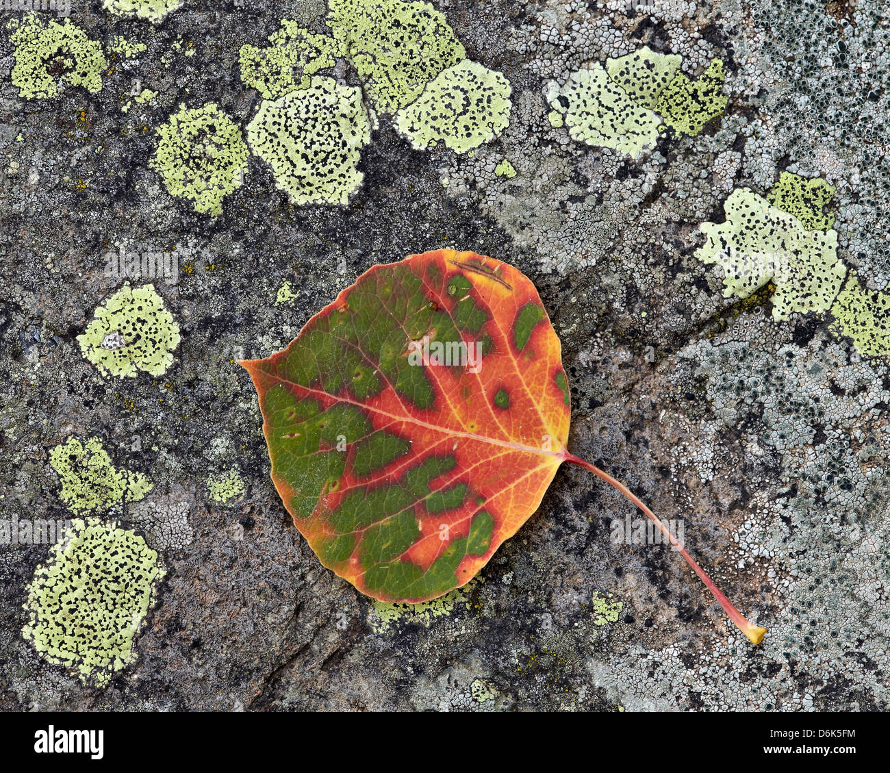 Aspen foglia che diventa rosso e arancione su un lichen coperto rock, Uncompahgre National Forest, Colorado, STATI UNITI D'AMERICA Foto Stock