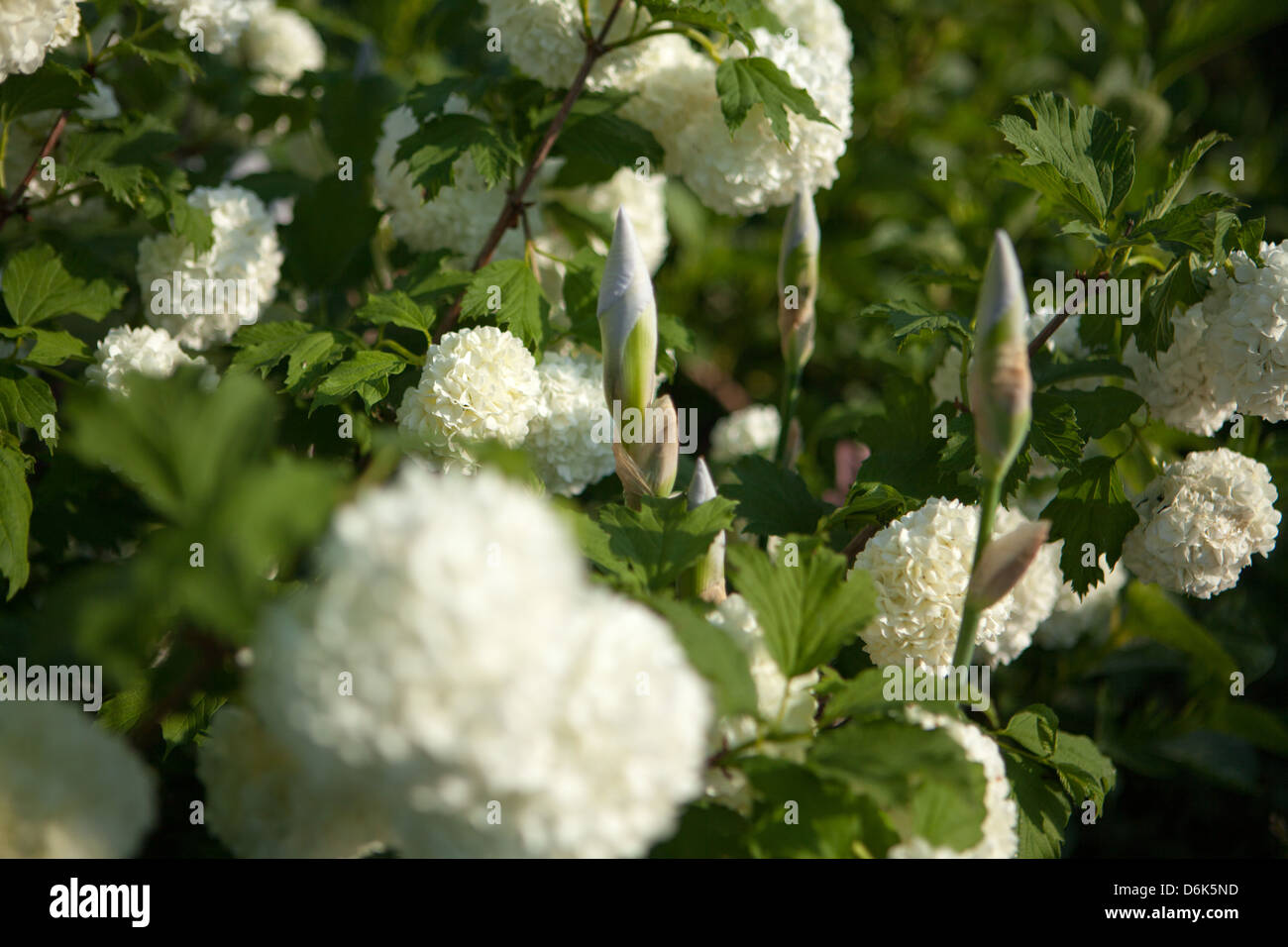 Chiudere bianco viburnum fiori nel giardino di primavera Foto Stock