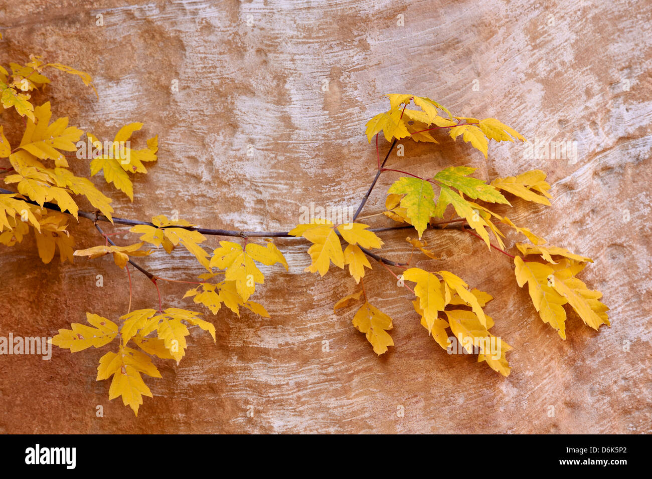 Box elder (boxelder maple) (acero cenere) (ACER NEGUNDO) ramo con le foglie in autunno, Capitol Reef National Park nello Utah, Stati Uniti d'America Foto Stock