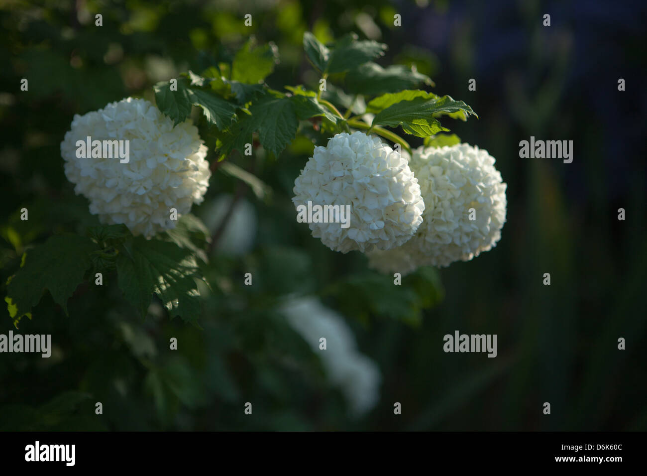 Chiudere bianco viburnum fiori nel giardino di primavera Foto Stock