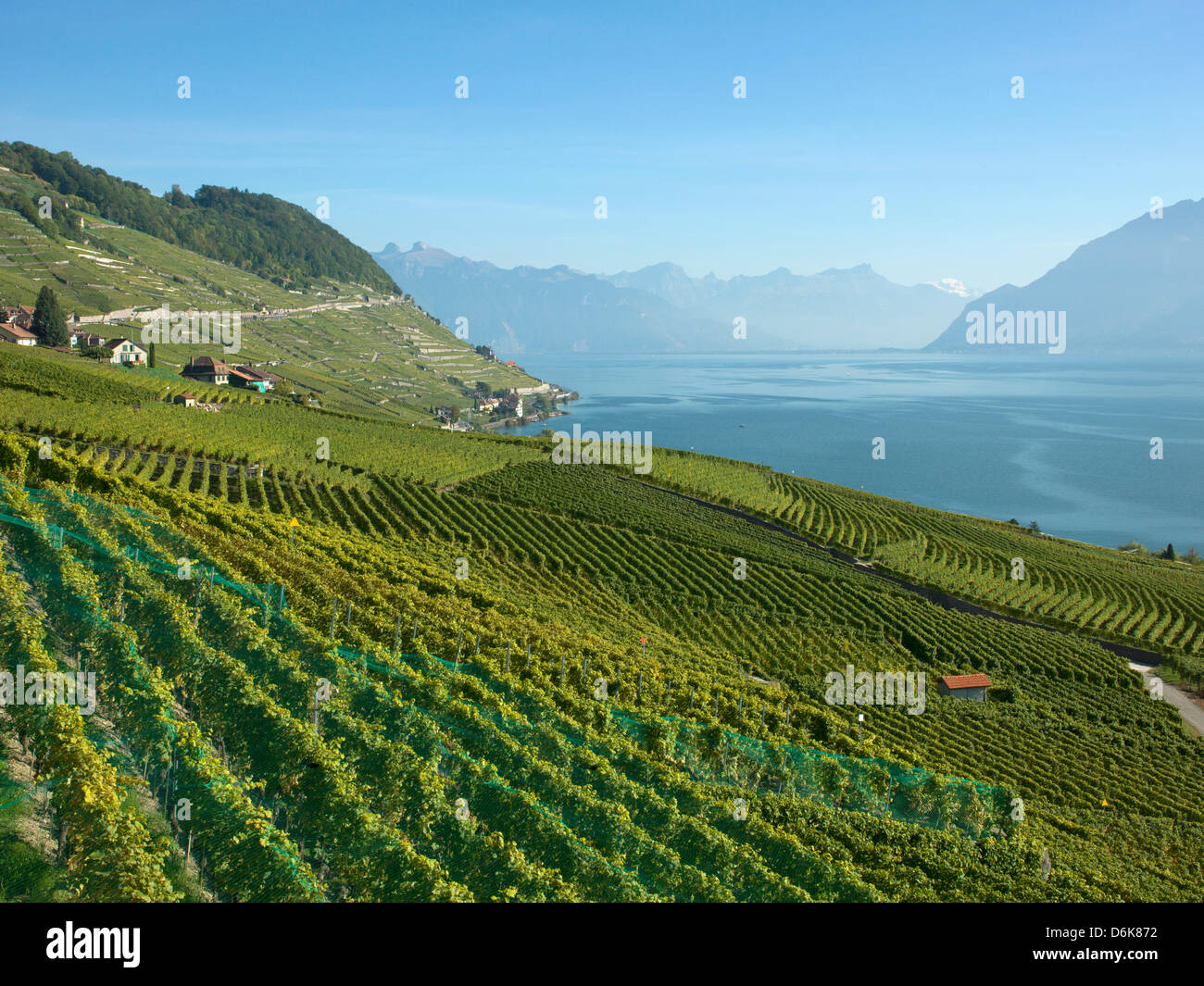 Lavaux vigneti terrazzati sul Lago di Ginevra, Montreux, Canton Vaud, Svizzera, Europa Foto Stock