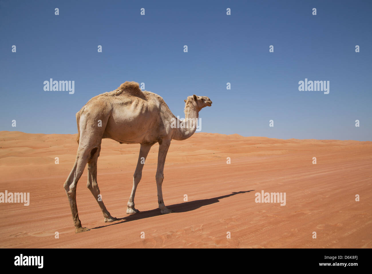 Cammello nel deserto, Wahiba, Oman, Medio Oriente Foto Stock