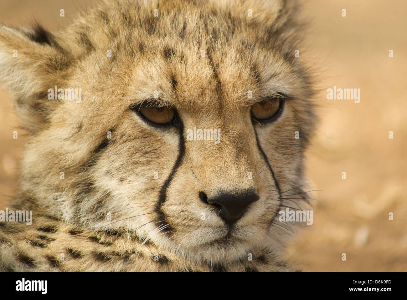 Cheetah Cub colpo alla testa Foto Stock