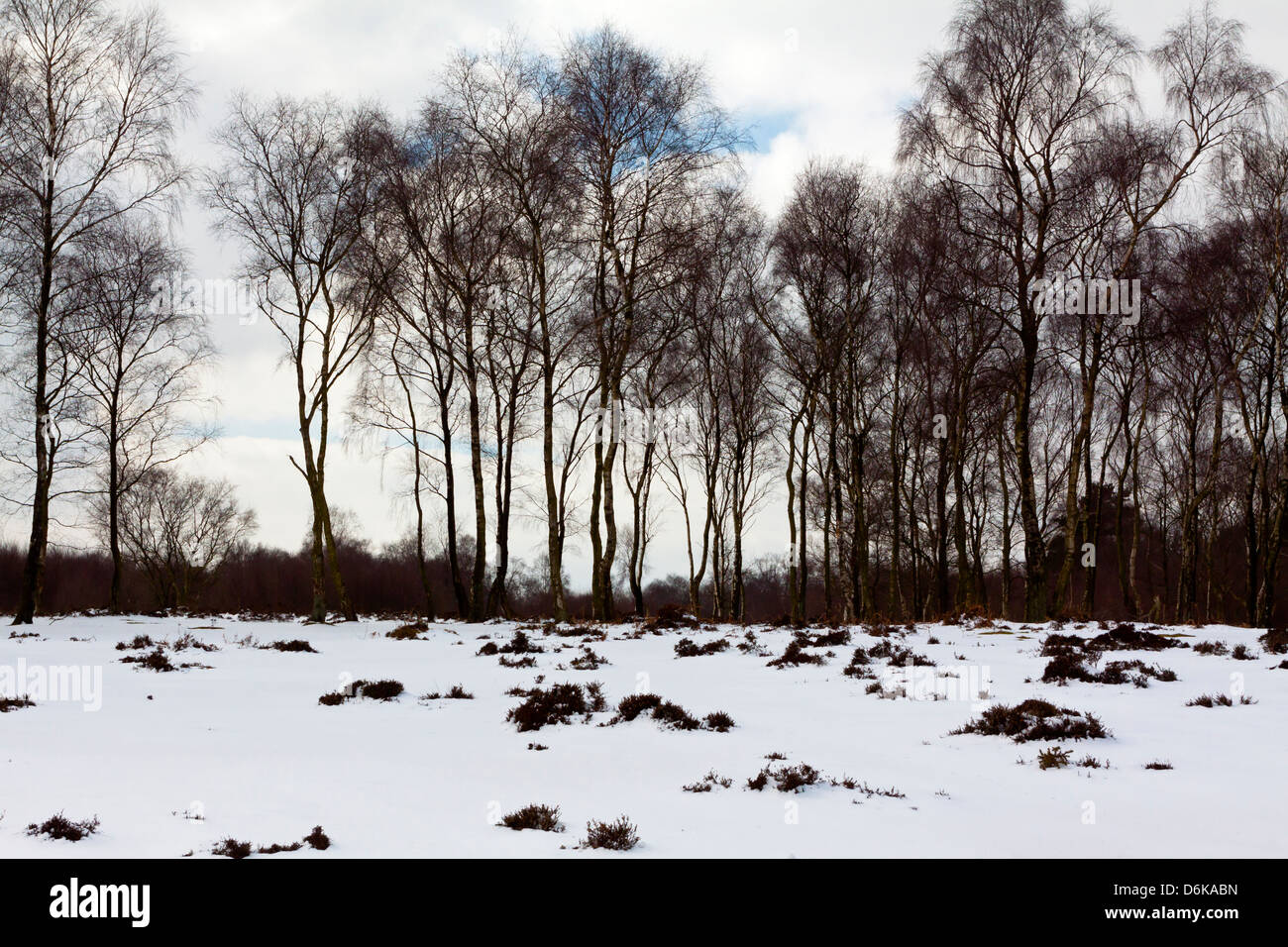 Inverno alberi con neve profonda a Stanton Moor Parco Nazionale di Peak District Derbyshire Dales England Regno Unito Foto Stock