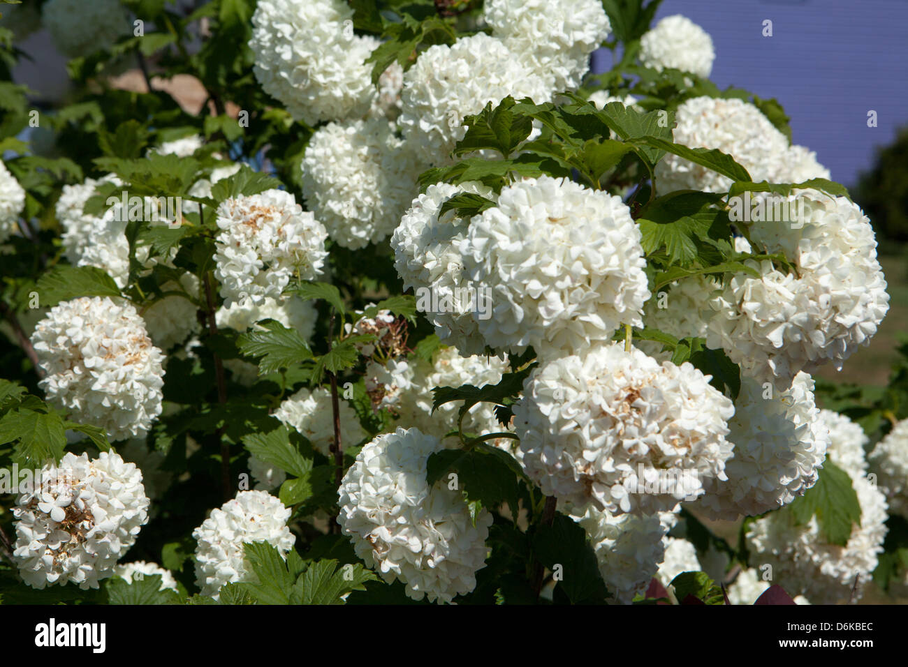 Chiudere bianco viburnum fiori nel giardino di primavera Foto Stock