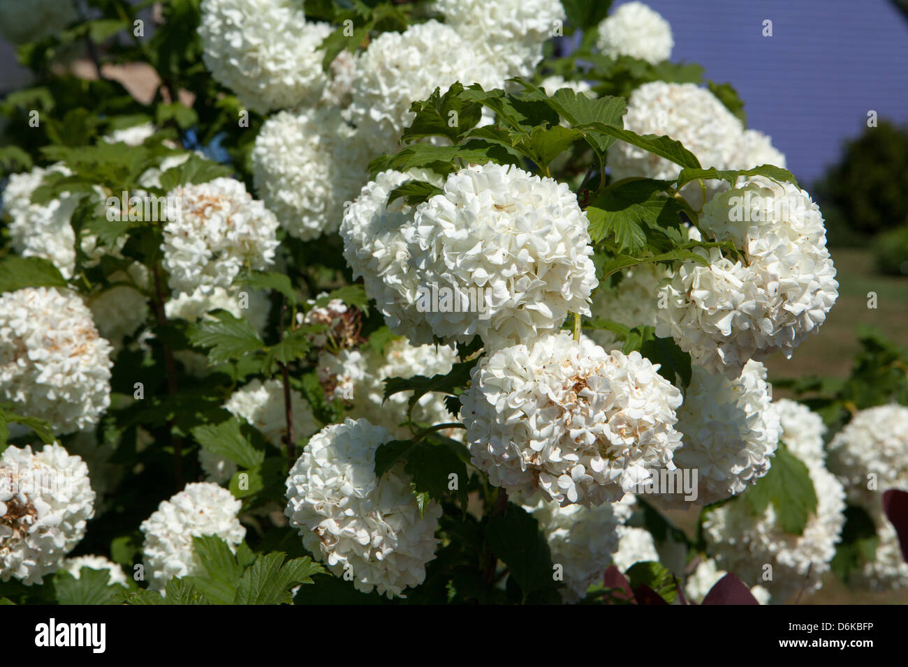Chiudere bianco viburnum fiori nel giardino di primavera Foto Stock