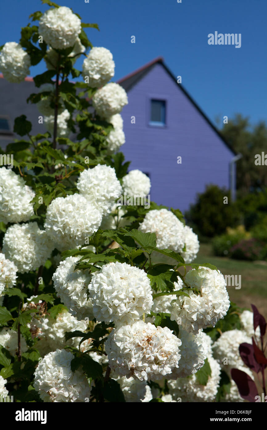 In giardino con il bianco viburnum fiori blu e casa in legno Foto Stock