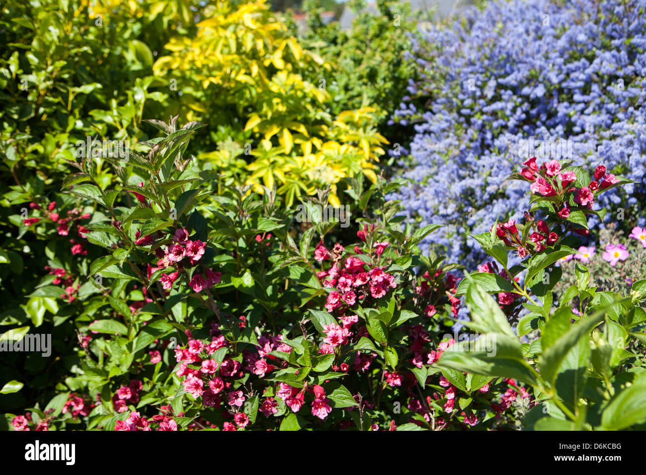 Atmosfera di primavera fiori di colore rosso e verde di foglie in giardino Foto Stock