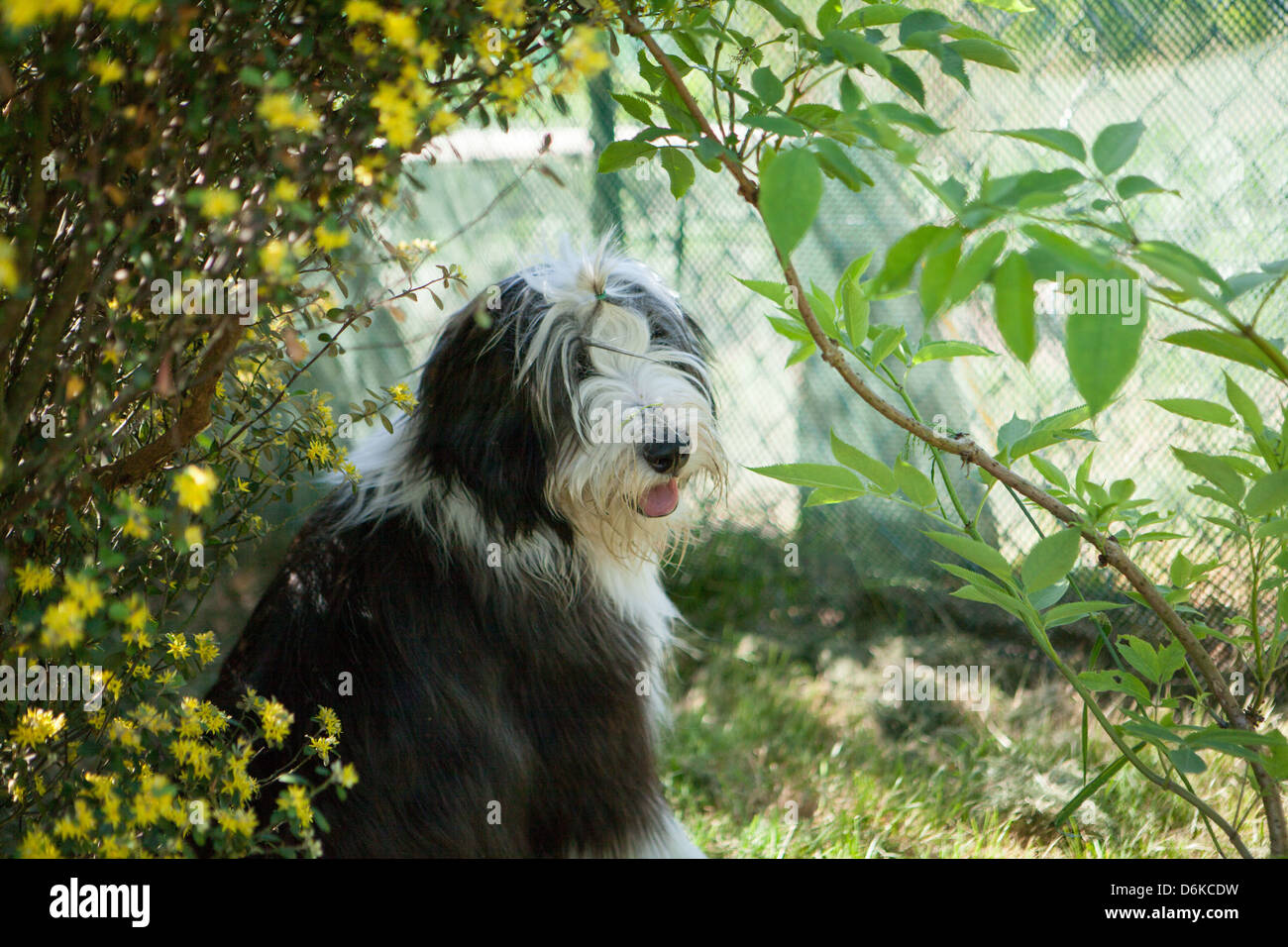 Bellissima barbuto collie femmina con fiori di colore giallo nel giardino di primavera Foto Stock