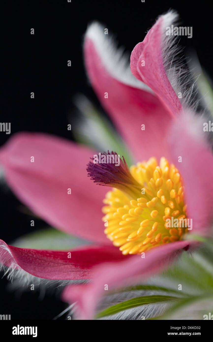 Primo piano studio di Pulsatilla vulgaris - Pasque fiore su uno sfondo nero Foto Stock