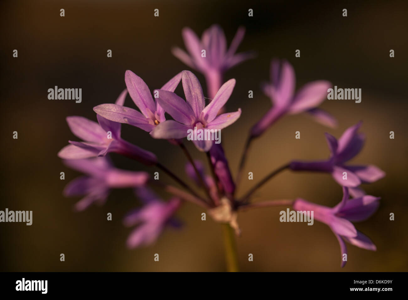 Chiudere Tulbaghia violacea fiori Foto Stock