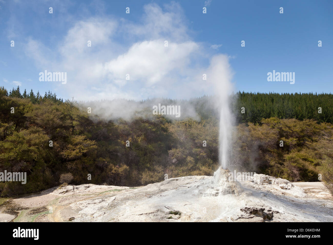 Lady Knox Geyser in Wai-O-Tapu riserva geotermica Rotorua, Nuova Zelanda Foto Stock