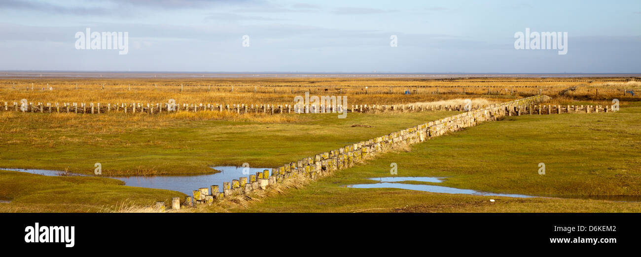 Salt Marsh, Parco Nazionale, Eiderstedt penisola a nord Friesland, Schleswig-Holstein, Germania, Europa Foto Stock