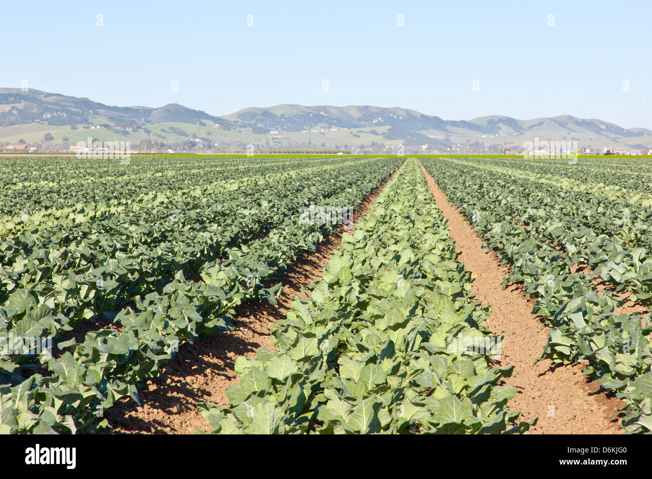 Giovani campo di broccoli, produzione di sementi. Foto Stock