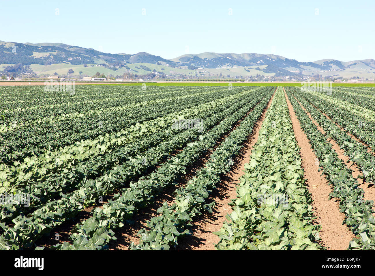 Giovani campo di broccoli, produzione di sementi. Foto Stock