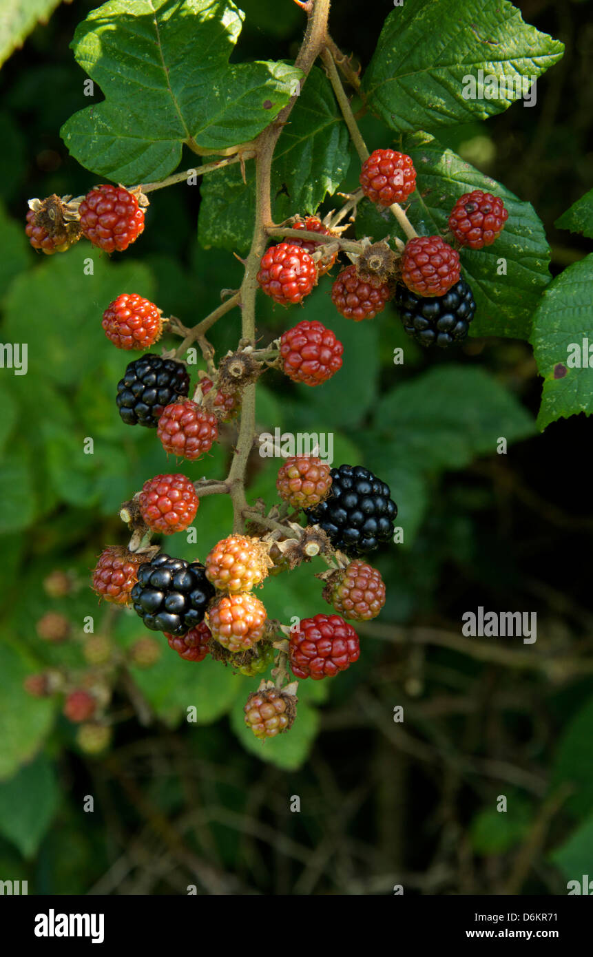 More selvatiche che crescono in hedge alcuni nero e pronto a scegliere, altri di rosso e di maturazione. Foto Stock